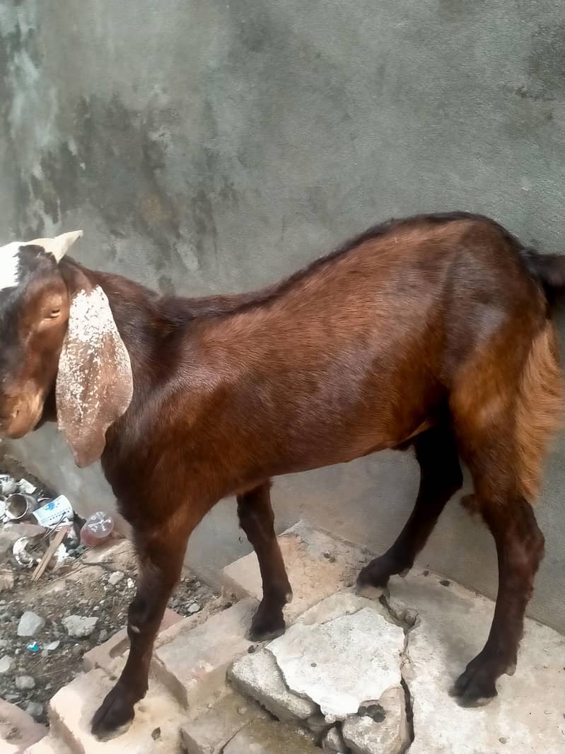 قربانی کے لیے بکرا برائے فروخت 3