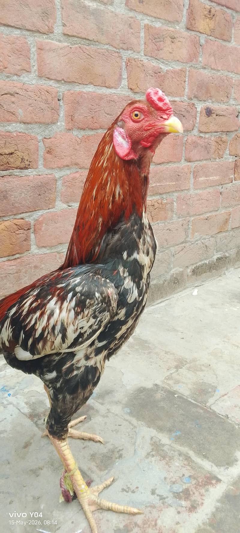 3 hen 3