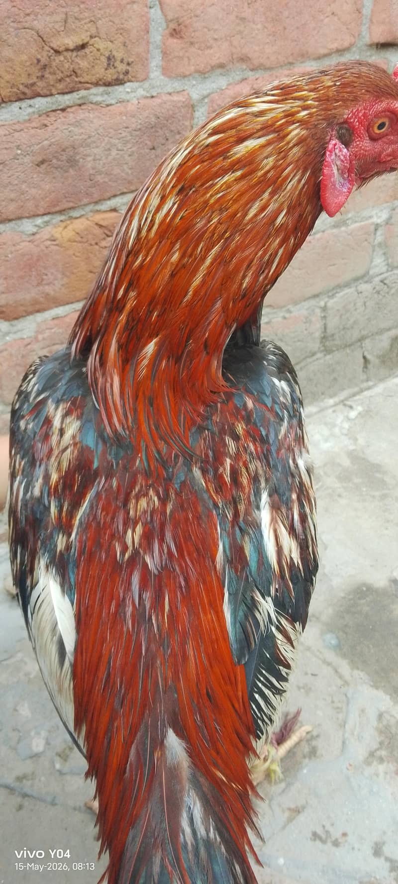 3 hen 2