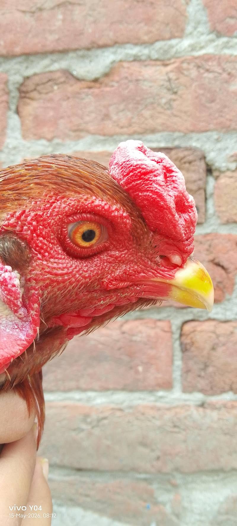 3 hen 0
