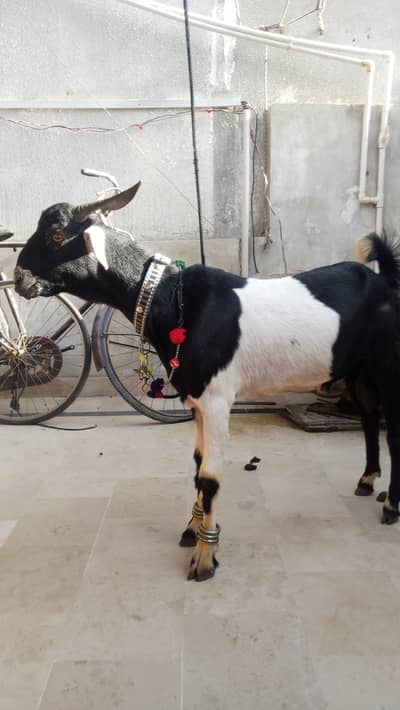 Bakra for sale