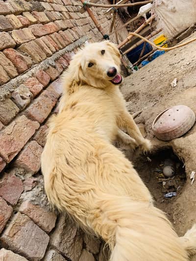 home pet