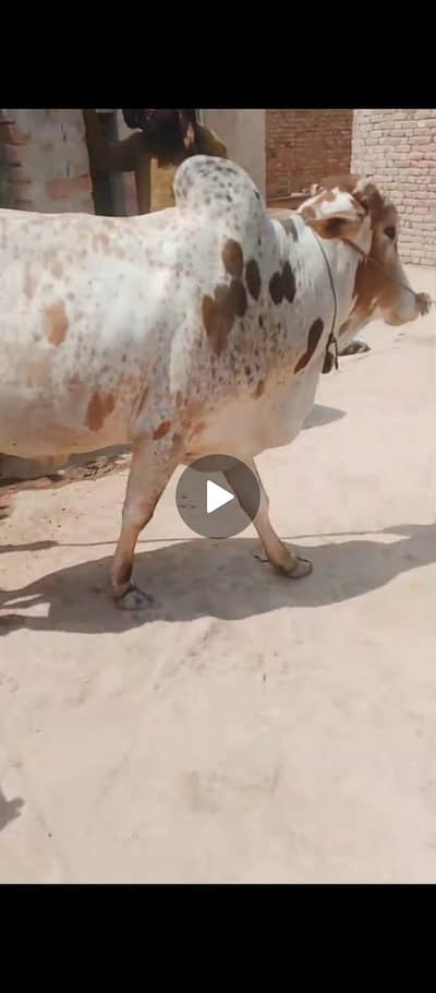 Bull for sae