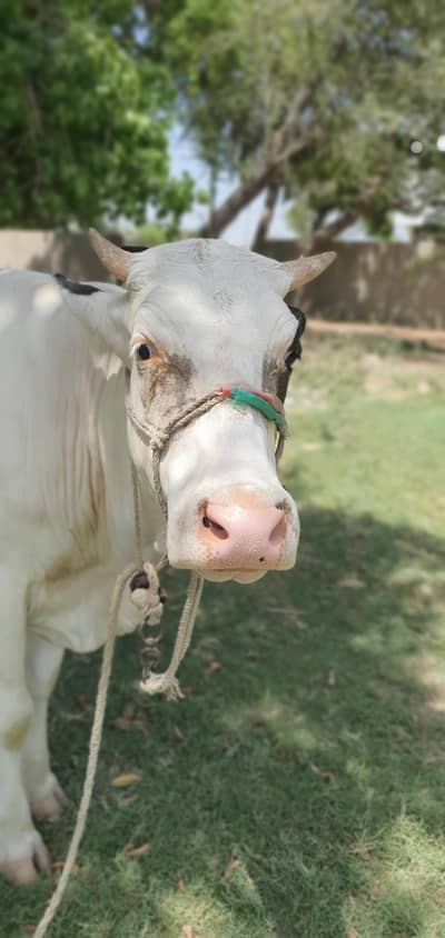 cow for sell
