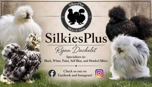 "Silkie birds "