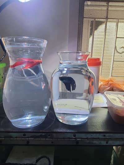 2pot+betta