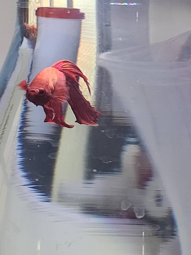 2pot+betta 1