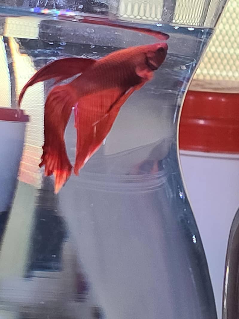 2pot+betta 2