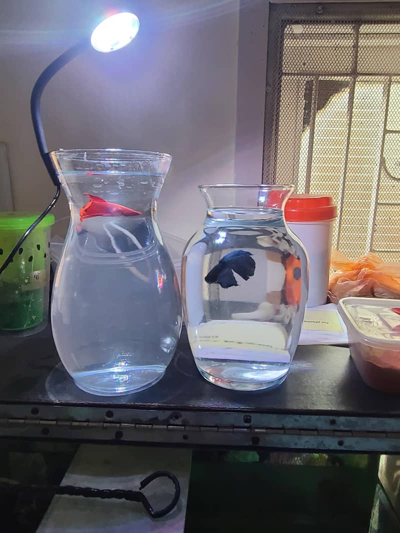 2pot+betta 3