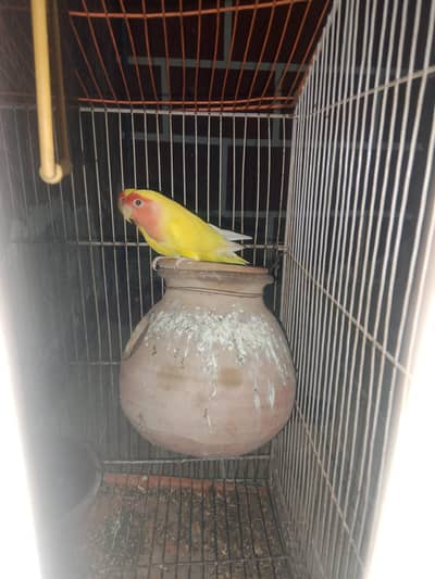 urgent seel with cage