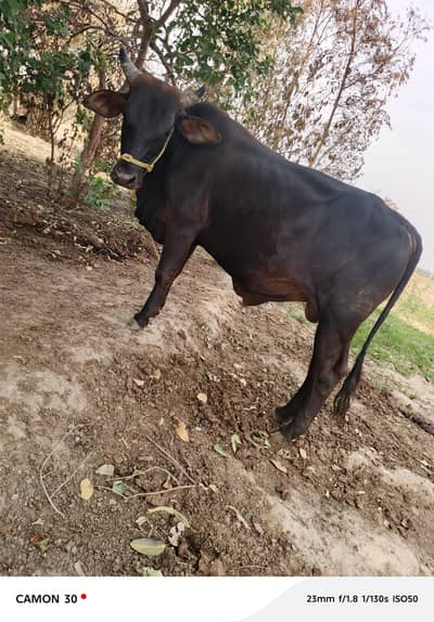 Bashar / Cow / Bull