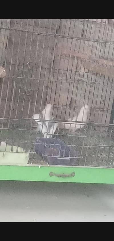 breeder pair vpide male eno white female for sale