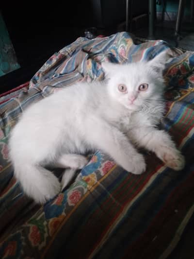Karke Turkey aur Persian breed cat