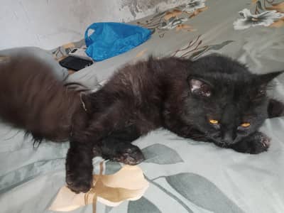 Persian Cat for Sale Black Beautiful Colour