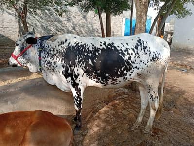 Qurbani Cow For Sale