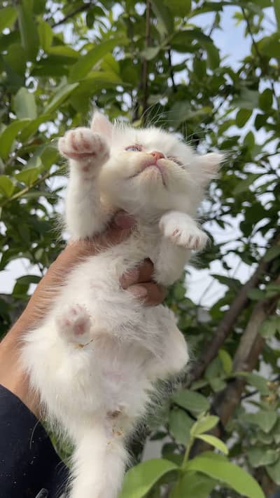 Triple coated kittens available 6
