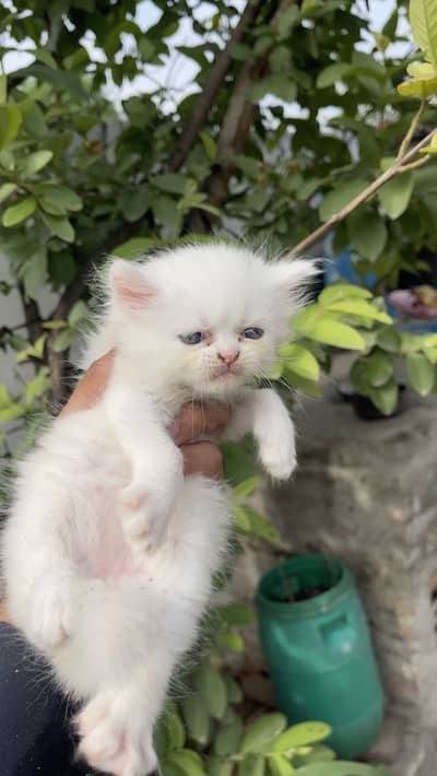 Triple coated kittens available 6