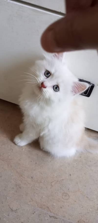 Persian kittens