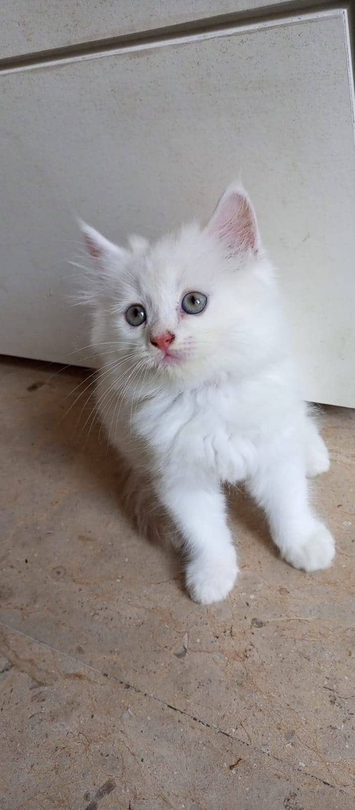 Persian kittens 1