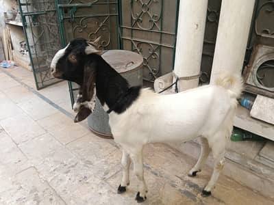 Qurbani Bakra Fresh 2 Daant