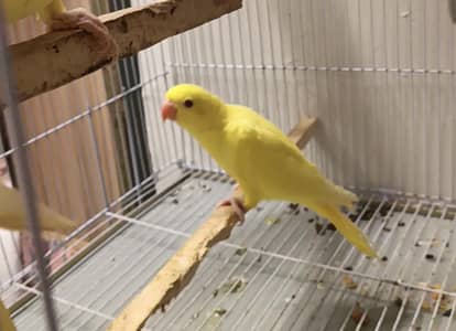 Yellow Parrot | Hand tame |  Talking parrot for sale