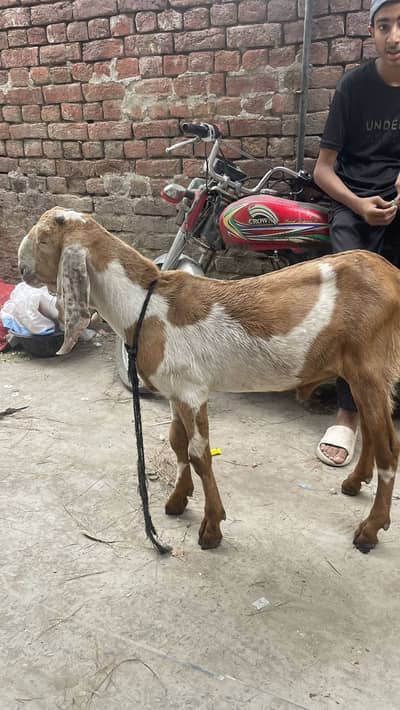 good health goats
