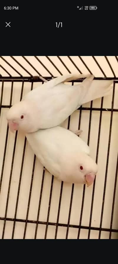 love bird
