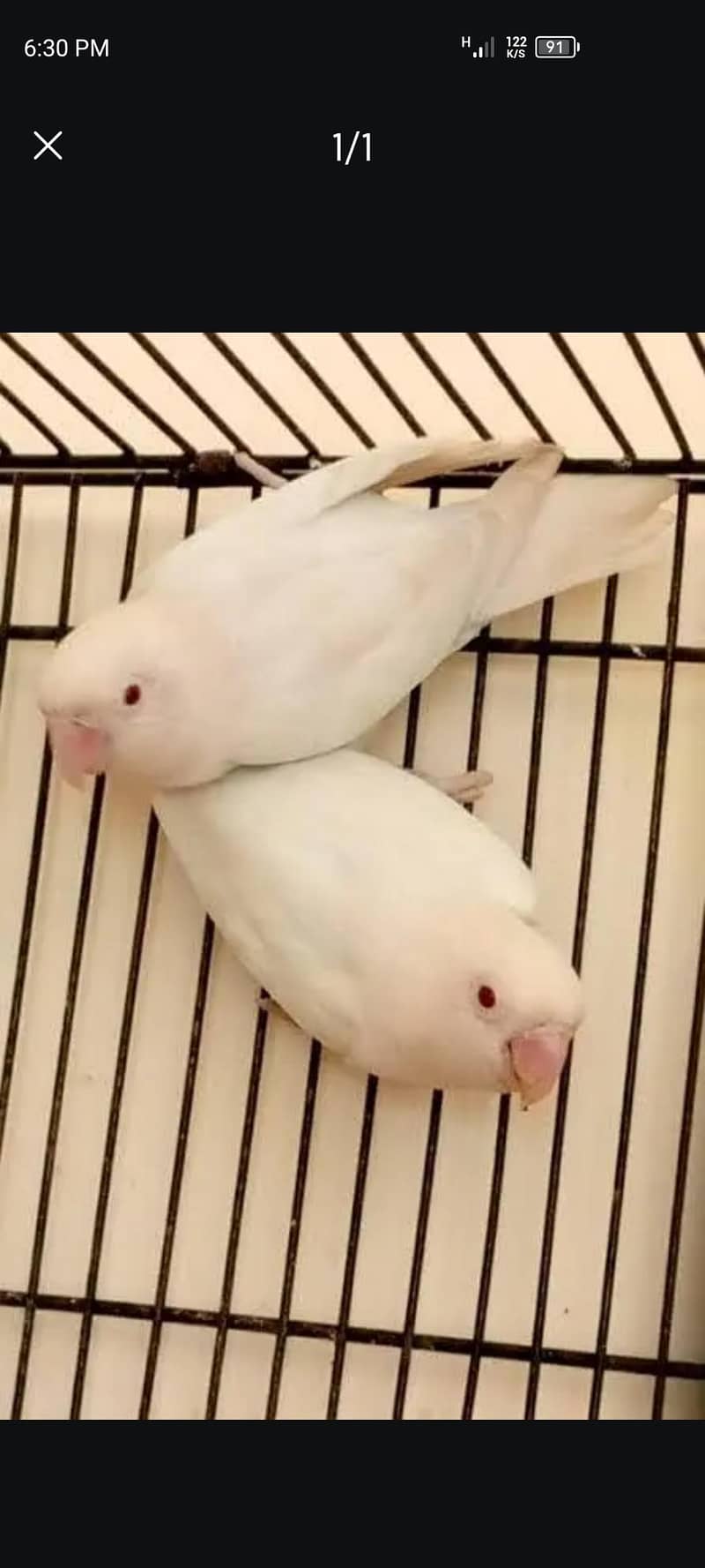 love bird 0