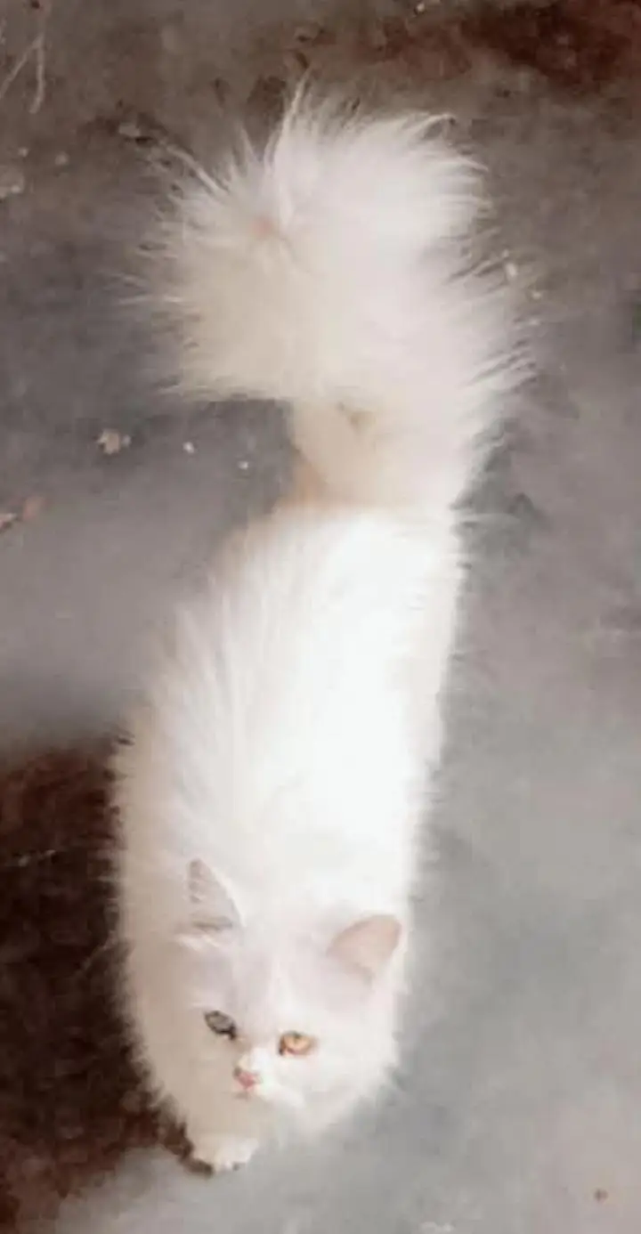 beautiful kitten for sale affordable price me — photo 5