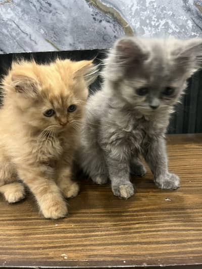 Persian kittens