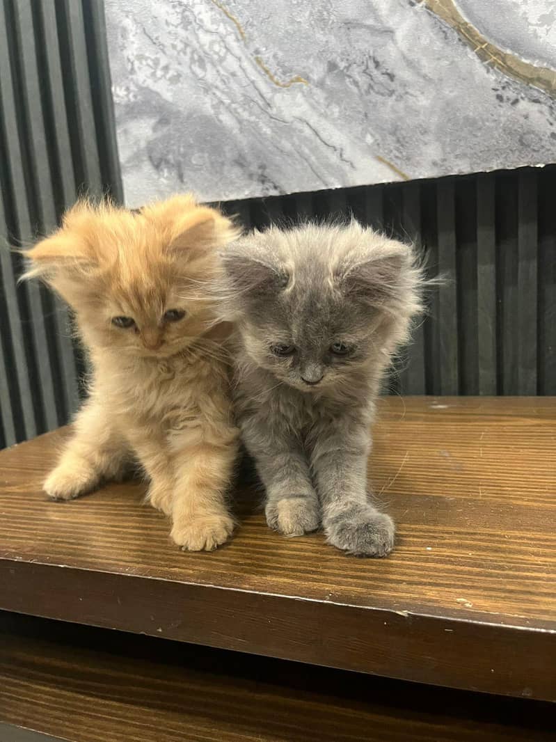 Persian kittens 1