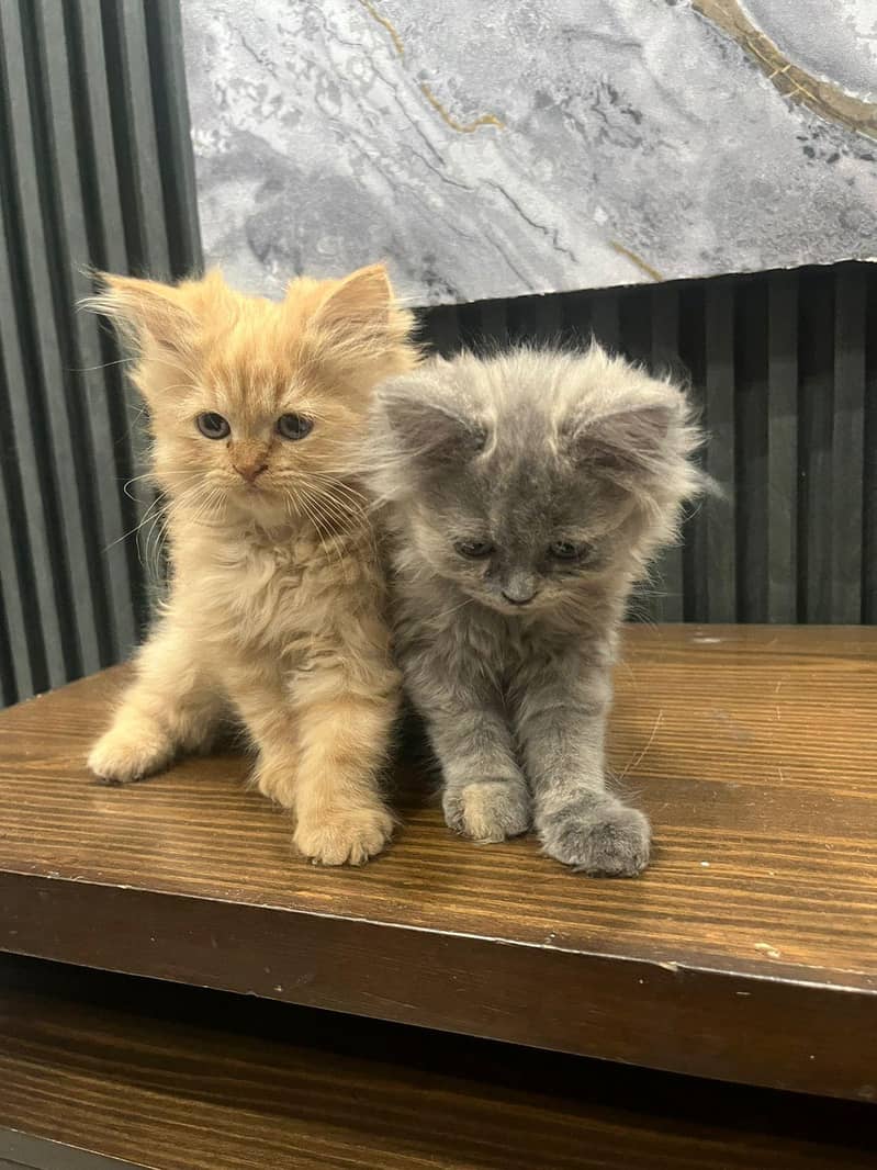 Persian kittens 2