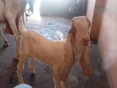 gulabi Ablak 2 bacho k sath  dono male askari sabzi Mundi 03123903373