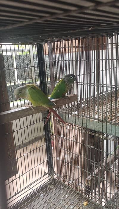 Breeder pair looking for new shelter