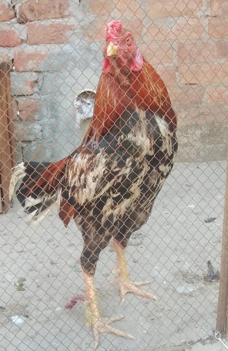 3 hen 1