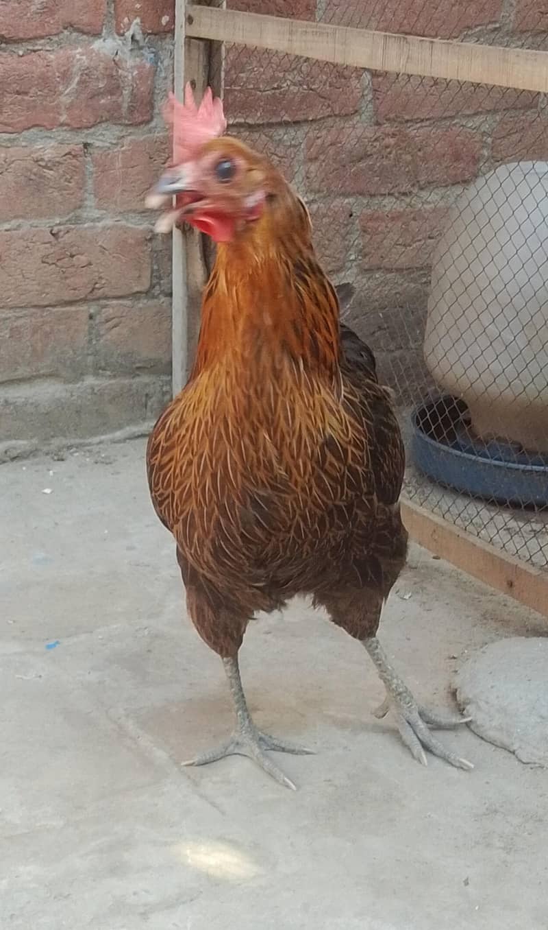 3 hen 5
