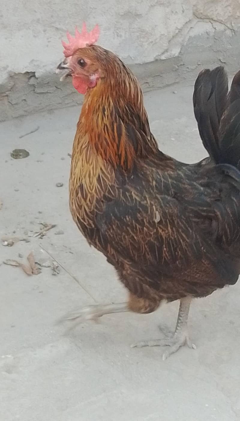 3 hen 6