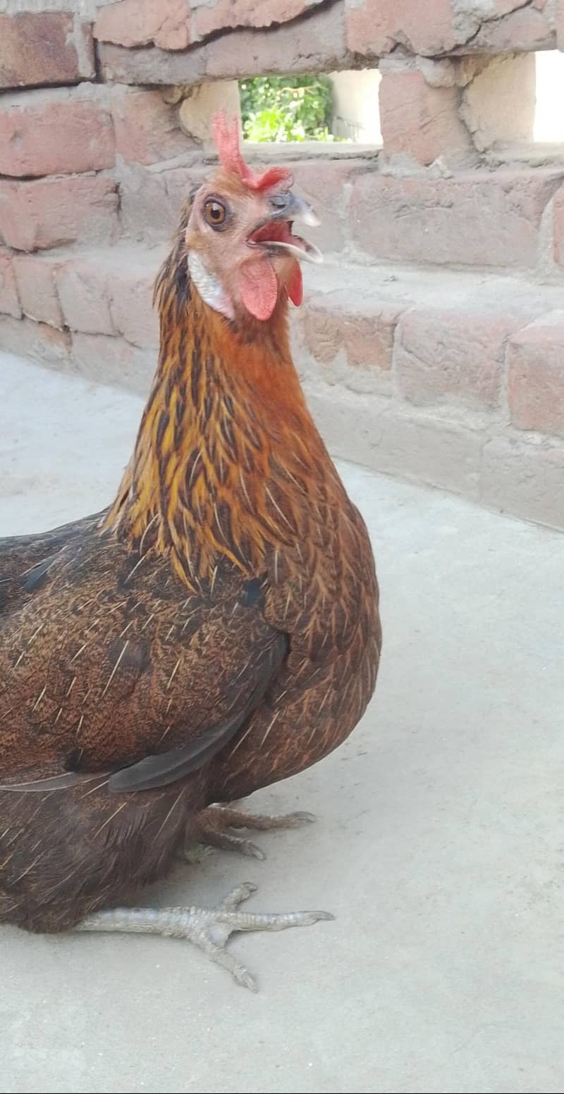 3 hen 7