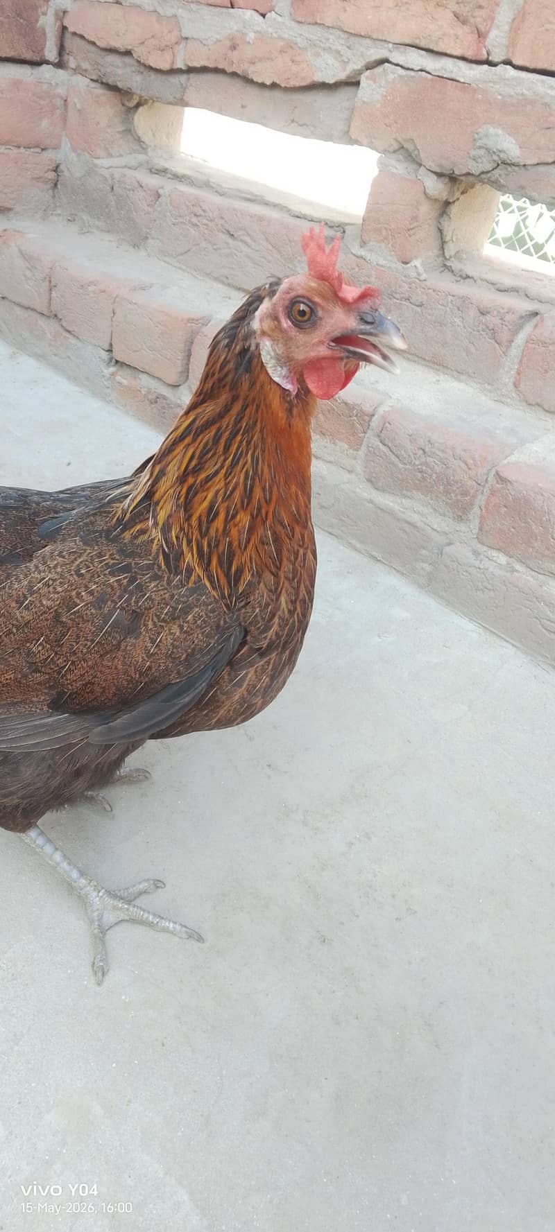 3 hen 8