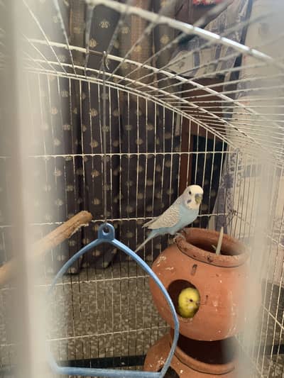 Australian parrots