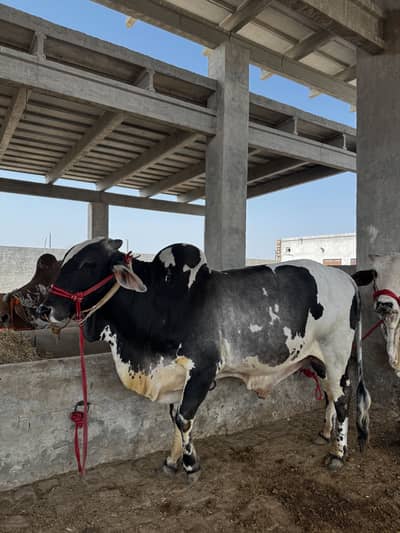 Bull ( wacha)  for qurbani