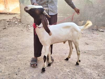 2 Dant khassi barka Available for sale
