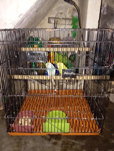 1 pair of parrot+cage + breeding box