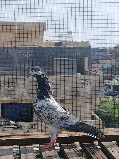 OUT CLASS RESULTED BREEDER PAIRS FOR SALE 03228997717