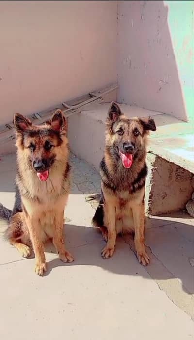 German shepherd