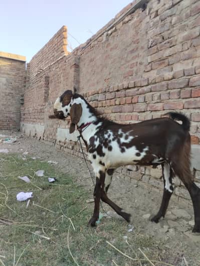 qurbani ka Bakra do dant aando