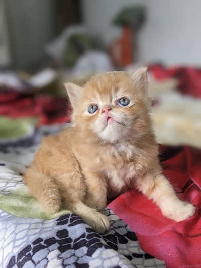 Kitten