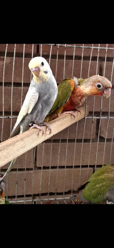 Rainbow budgies
