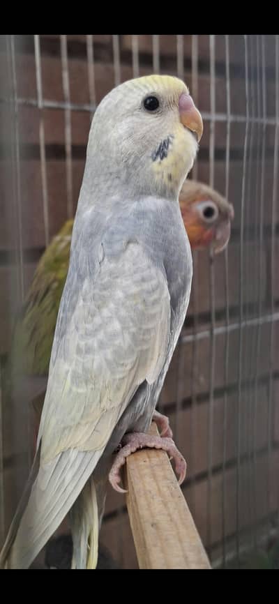 Rainbow budgies