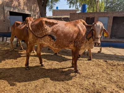 Sahiwal Gir wachi for qurbani